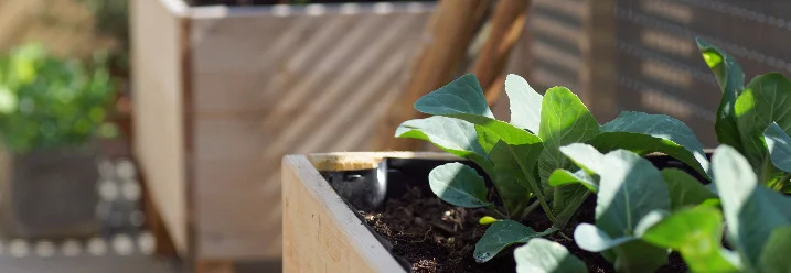 Holzbeet mit jungen Kohlpflanzen